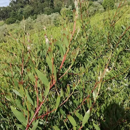 Casa Do Linhar - Quintas De Sirlyn Gæstehus