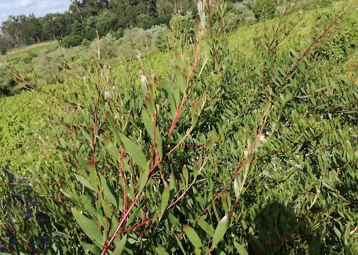 Casa Do Linhar - Quintas De Sirlyn Penzion